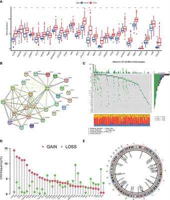 Molecular Characteristics, Clinical Significance, and Cancer Immune Interactions of Angiogenesis-Associated Genes in Gastric Cancer